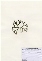 藏品(臺灣松藻)的圖片